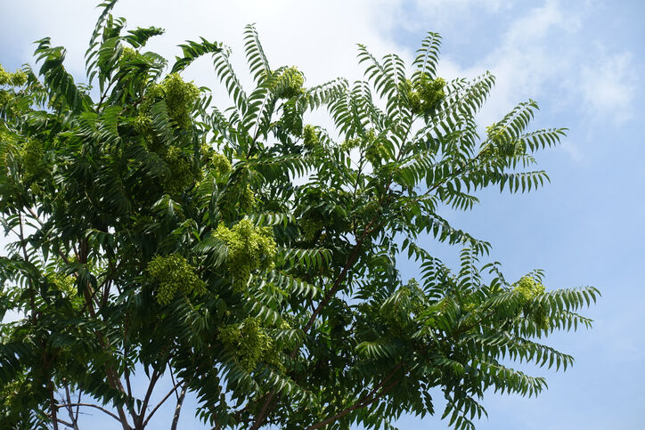Tree of heaven